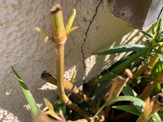 クラック①　福岡　外壁塗装　屋根塗装　防水工事　スターペイント　20200213