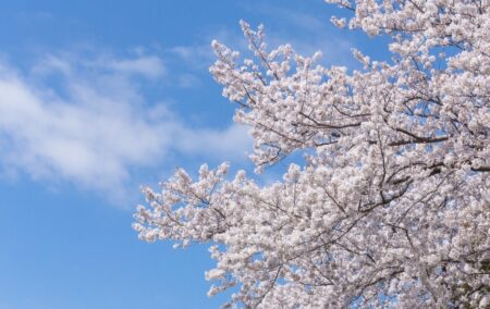 【春は外壁塗装のベストシーズン？気候から見る最適なタイミング】